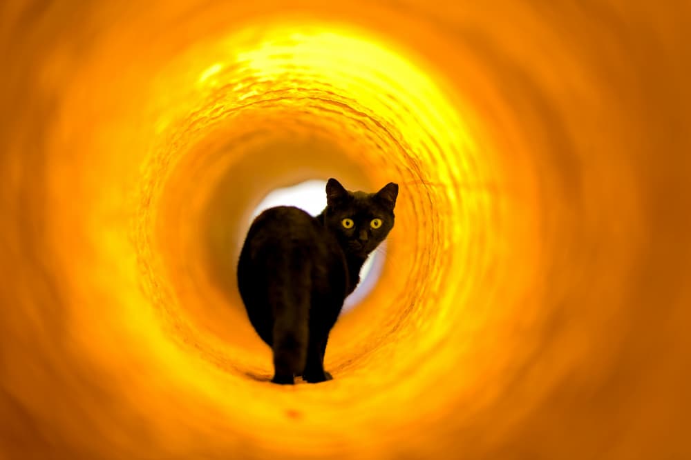 Cat in Glowing Tunnel by Rayco — canvas wall art