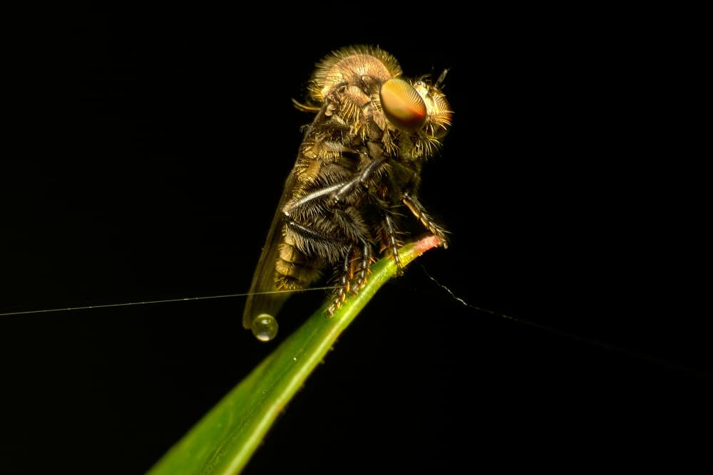 Fuzzy Fly on Grass by MingLun Tsai (蔡明倫) — canvas wall art