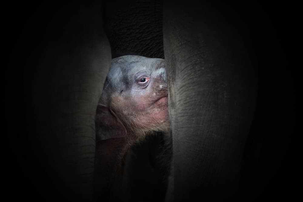 Curious Elephant Calf by Antje Wenner-Braun — canvas wall art