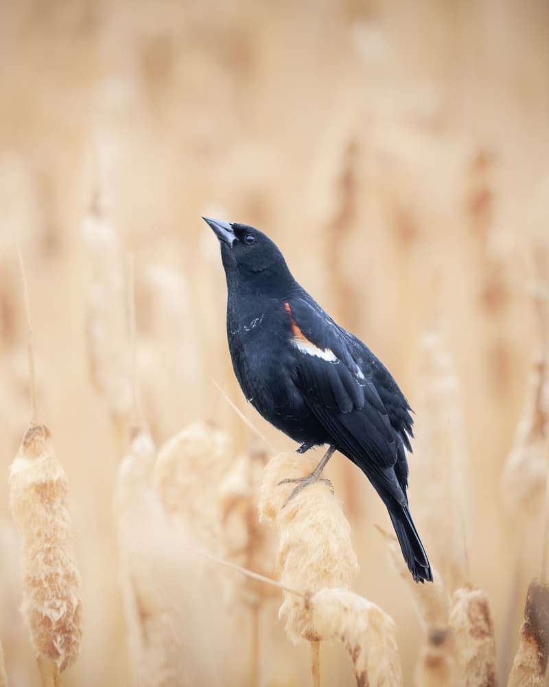 Red-winged Blackbird Watching by Alex Zhao — canvas wall art