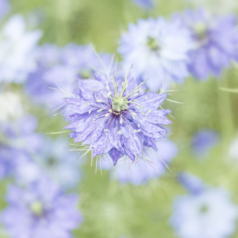 Soft Blue Bloom by Lynann Colligan — canvas wall art