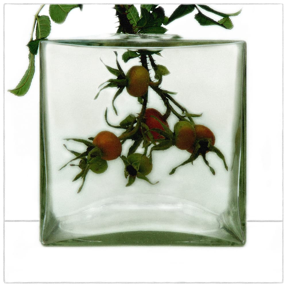 Rose Hips Still Life by Huib Limberg — canvas wall art