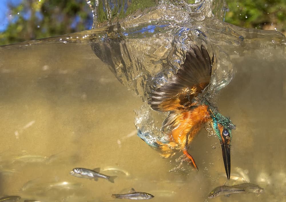 Kingfisher's Dynamic Dive by Marco Redaelli — canvas wall art