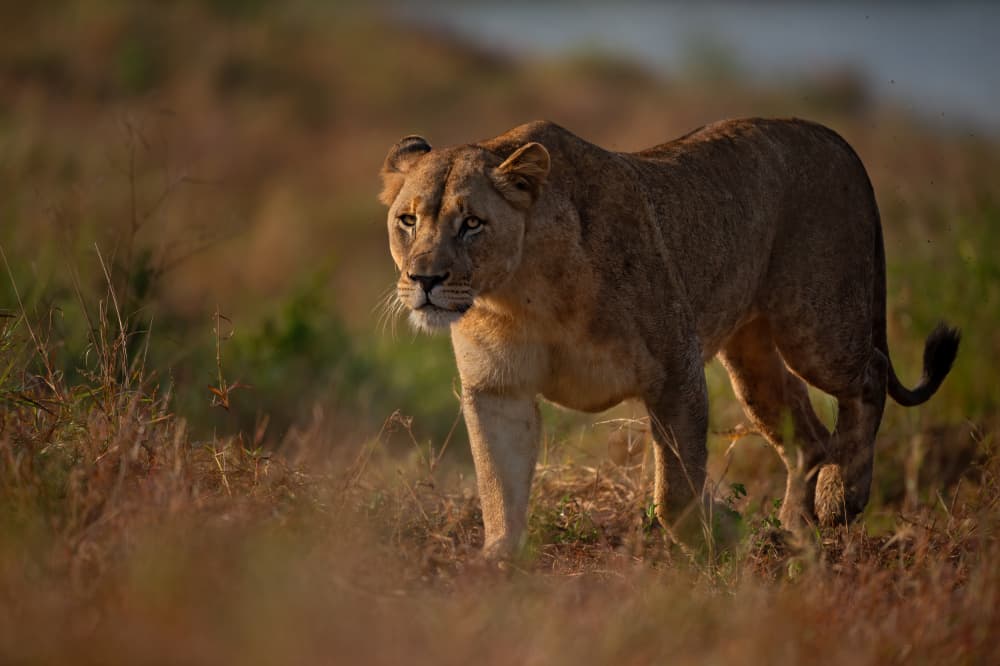 Majestic Lioness Walk by Marco Pozzi — canvas wall art