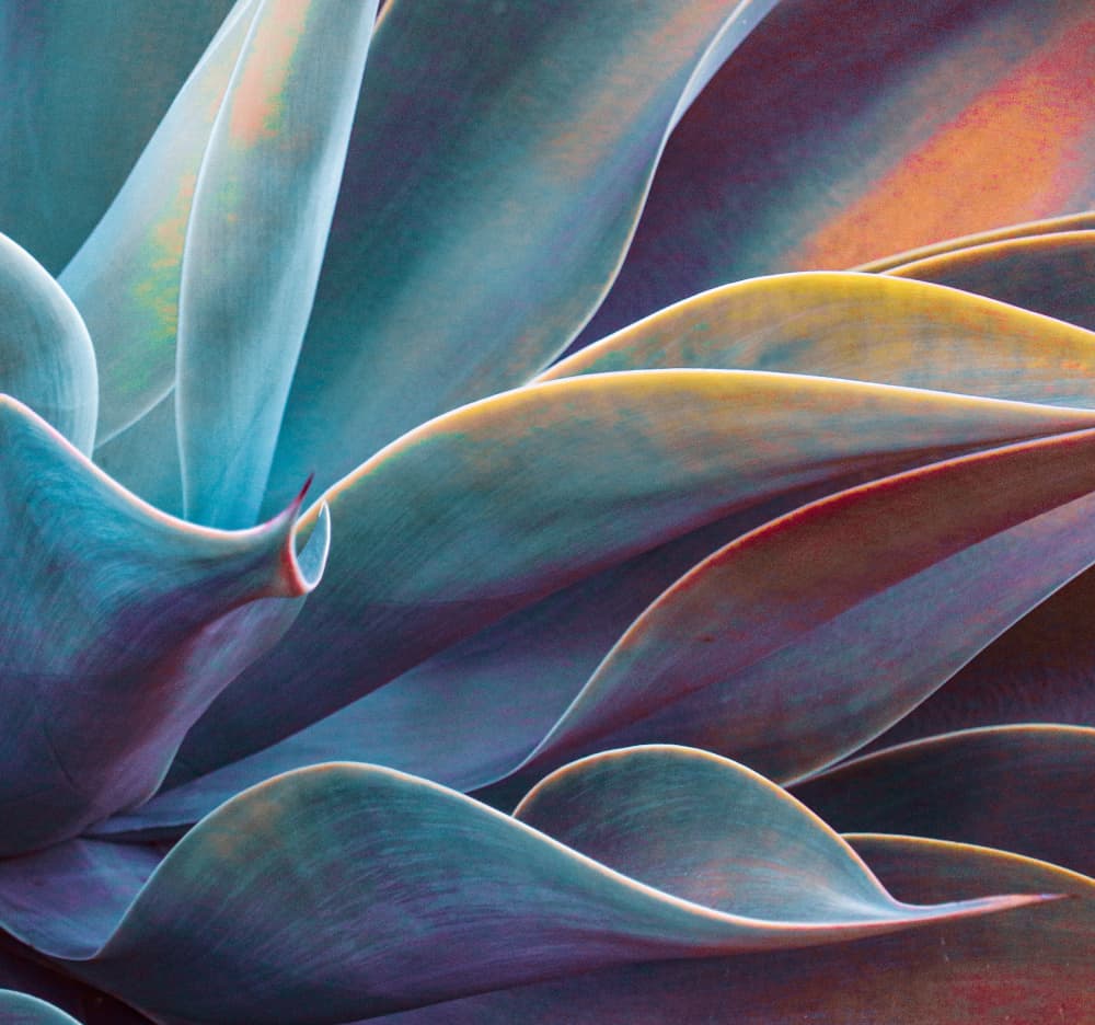 Vibrant Agave Leaves by Robin Wechsler — canvas wall art