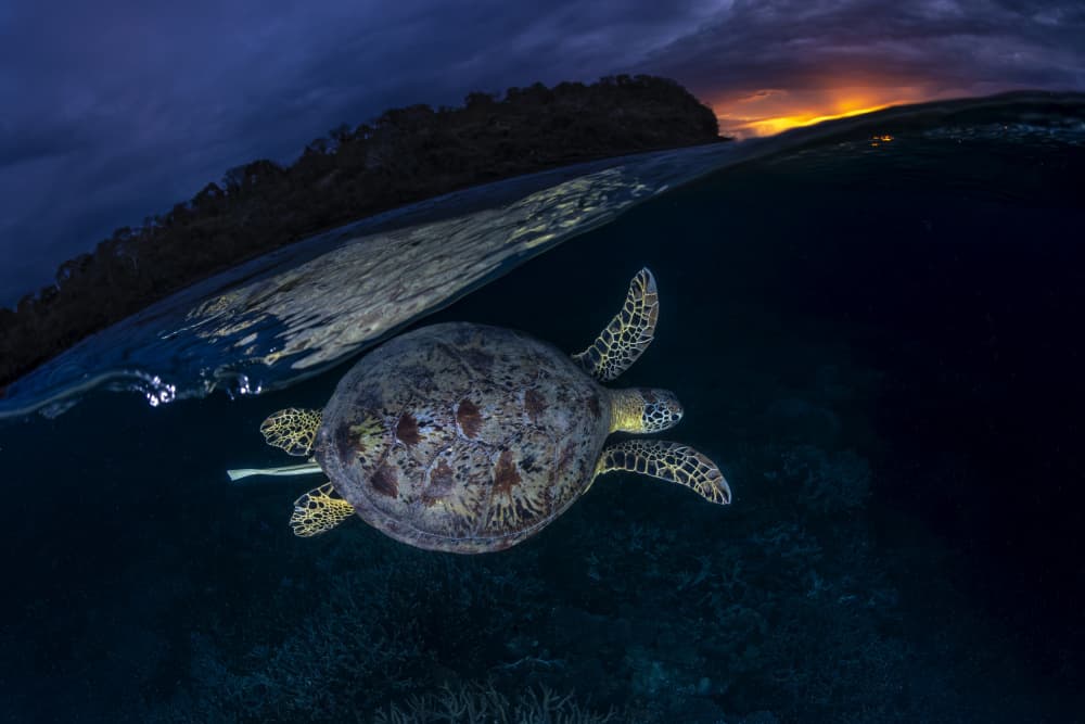 Underwater Turtle Sunset by Barathieu Gabriel — canvas wall art
