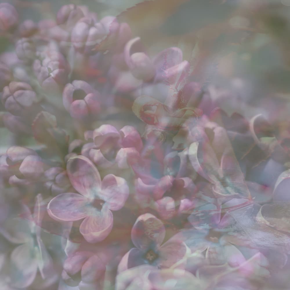 Soft Lilac Haze by Pelin Atilla — canvas wall art
