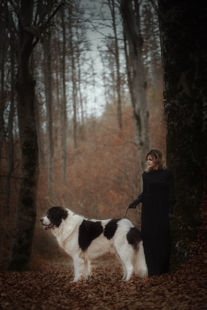 Elegant Forest Companions by Raluca Arhire — canvas wall art