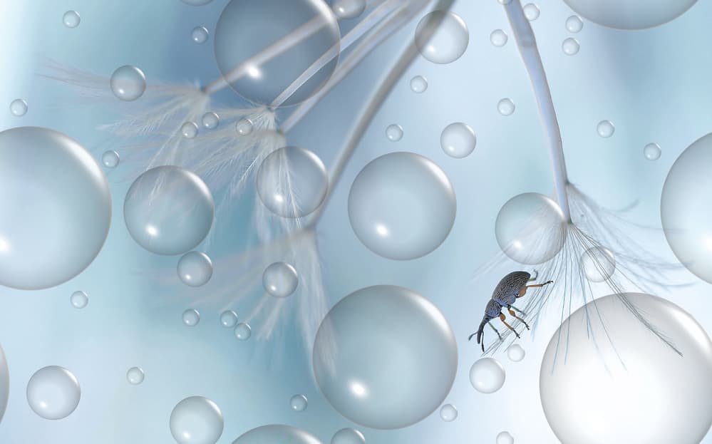 Tiny Beetle Water Drops by Thierry Dufour — canvas wall art