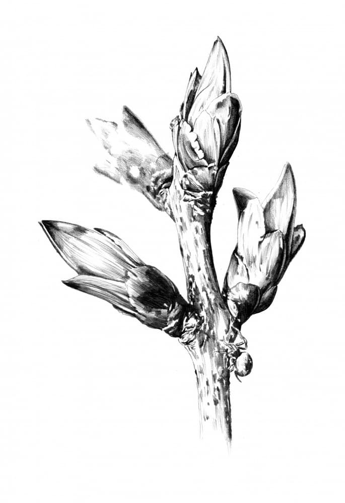 Emerging Spring Buds by Kulik — canvas wall art