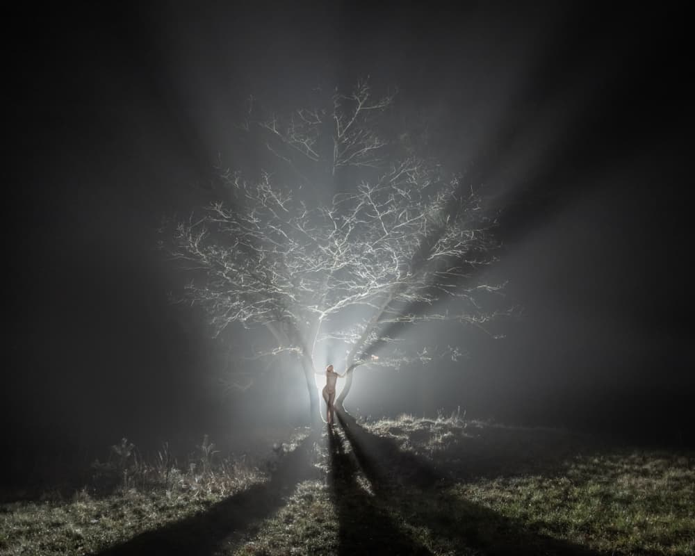 Misty Tree Glow by Leszek Paradowski — canvas wall art