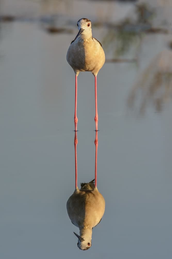Black-winged Stilt Reflection by Massimo Tamajo — canvas wall art