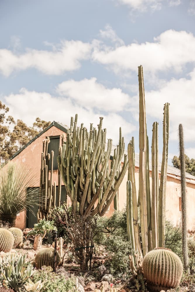 Cactus Haven by Shot by Clint — canvas wall art