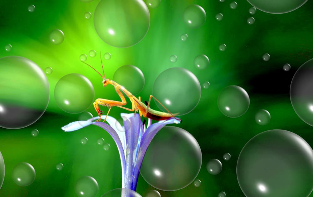 Vibrant Mantis Bubbles by Thierry Dufour — canvas wall art