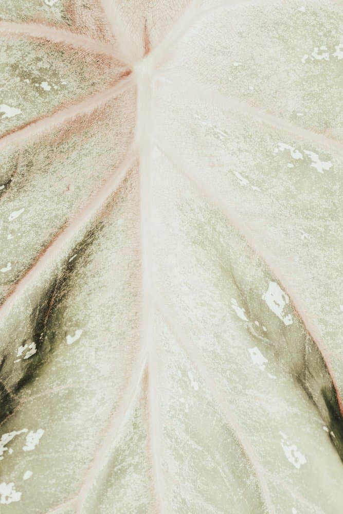 Soft Green Leaf Texture by Pictufy Studio III — canvas wall art