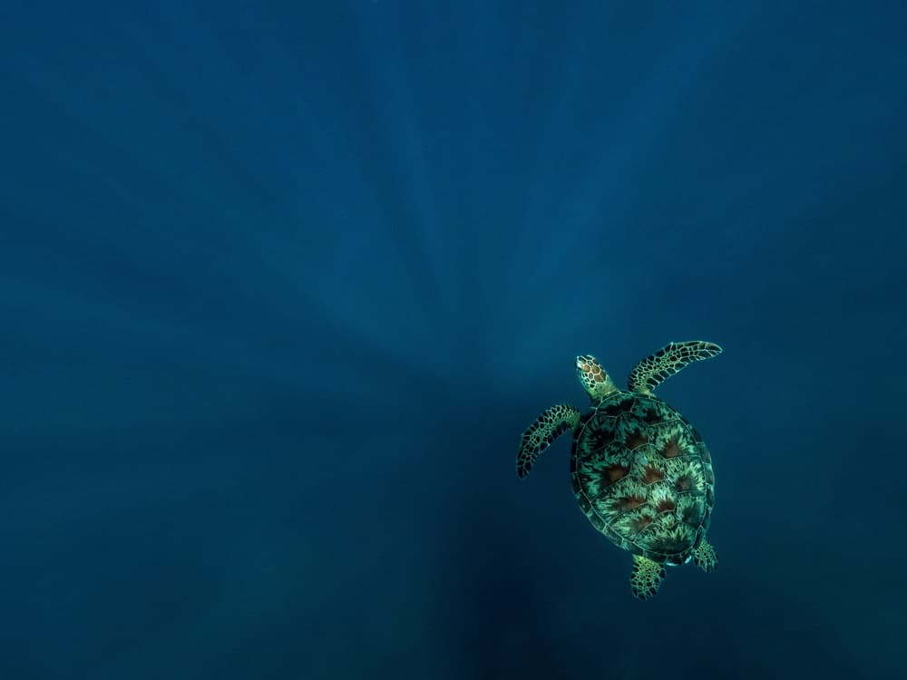 Sunlit Sea Turtle by Serge Melesan — canvas wall art