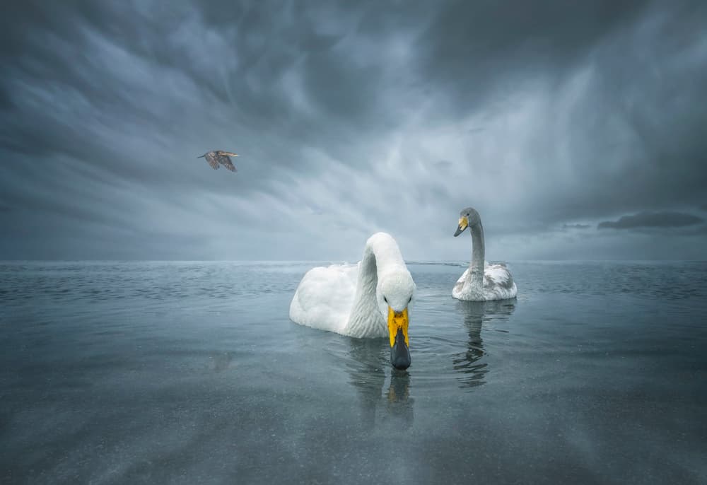 Wild Swans Dark Skies by Larry Deng APA — canvas wall art