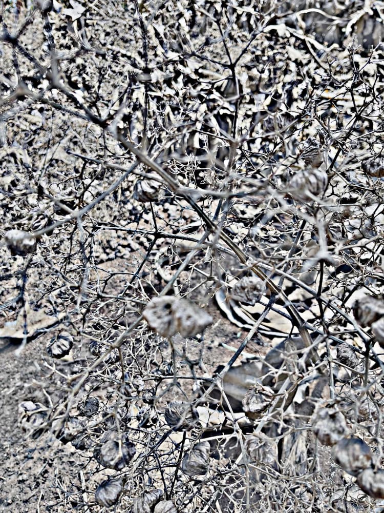 Stark Desert Branches by Santhosh ch — canvas wall art