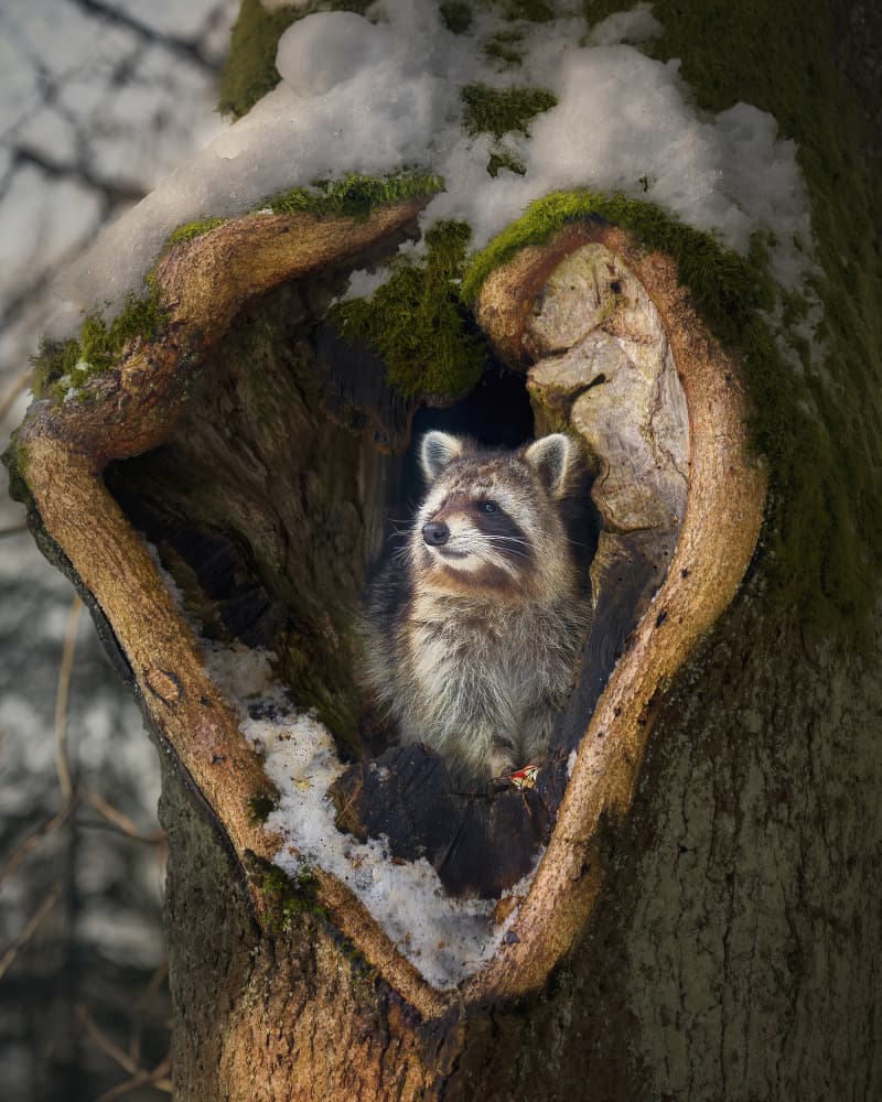 Snowy Raccoon Heart by Michaela Firešová — canvas wall art