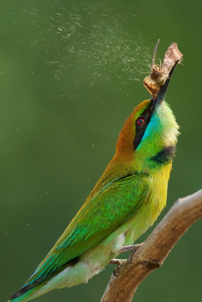 Vibrant Bee-eater's Catch by Phat Dao Tan — canvas wall art