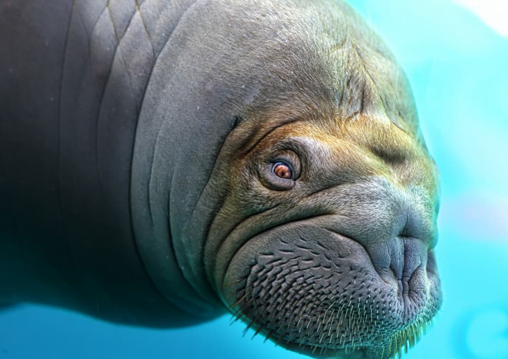 Majestic Walrus Gaze by Kaisyakuji Yushi — canvas wall art