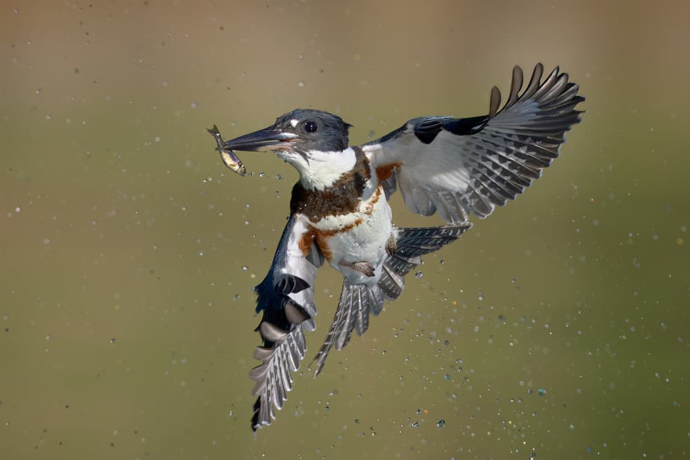 Kingfisher Fishing Flight by Johnny Chen — canvas wall art
