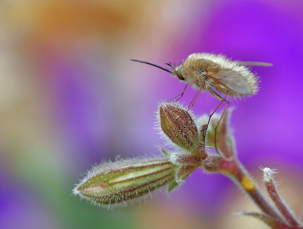 Fluffy Bee Fly by Thierry Dufour — canvas wall art