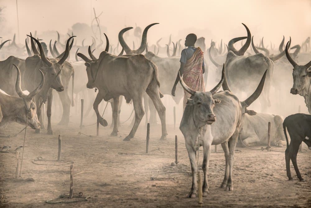 Cattle in Golden Haze by Trevor Cole — canvas wall art