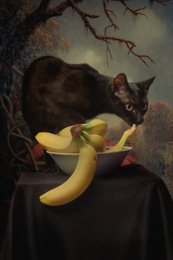 Curious Cat Still Life by Paul Adrian Chis — canvas wall art