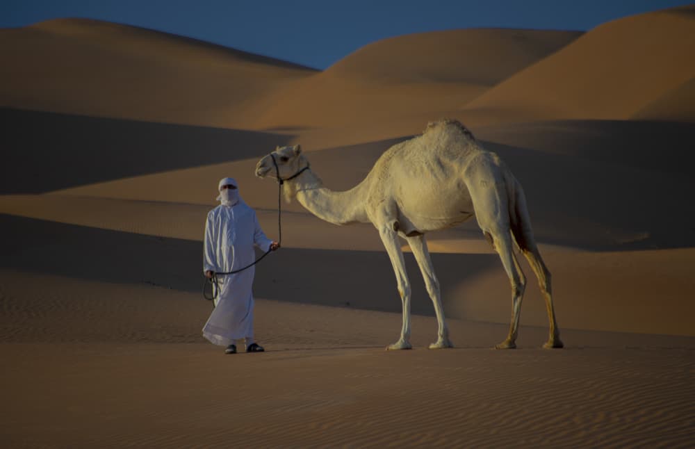 **Camel and Desert Dunes** by Yomn Almonla πΈπ¦ β canvas wall art