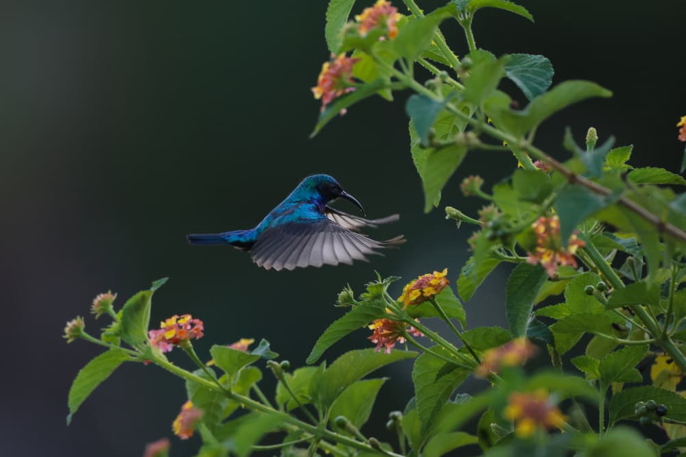 Vibrant Sunbird in Flight by AYMAN KHRBAWE — canvas wall art