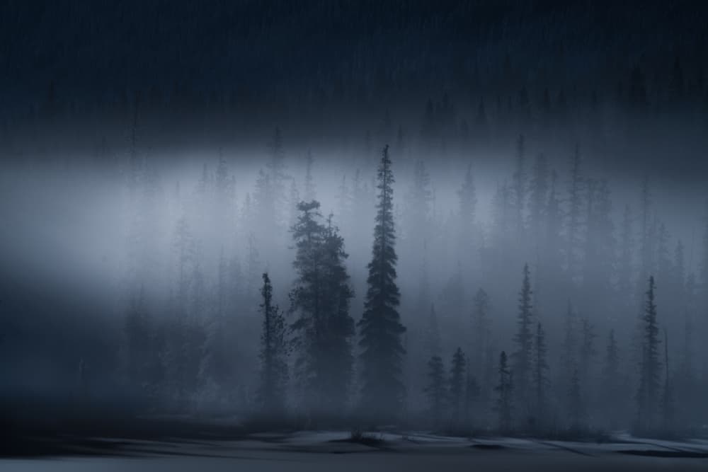 Misty Winter Forest by Yongnan Li (李永男) — canvas wall art