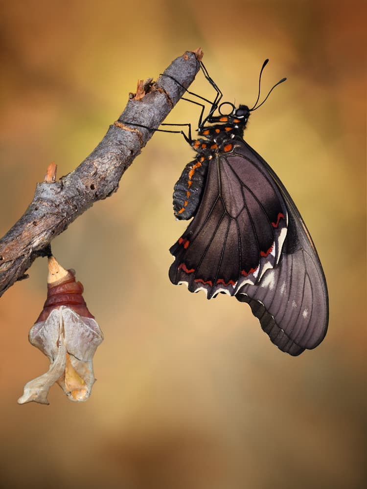 Butterfly Emergence by Jimmy Hoffman — canvas wall art