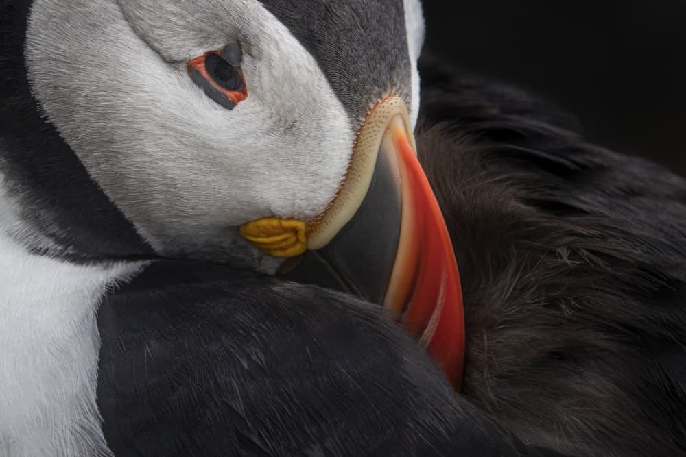 Peaceful Puffin Preening by Roelof de Hoog — canvas wall art