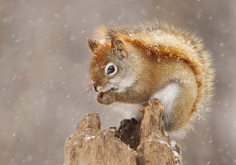 Snowy Red Squirrel by Mircea Costina — canvas wall art