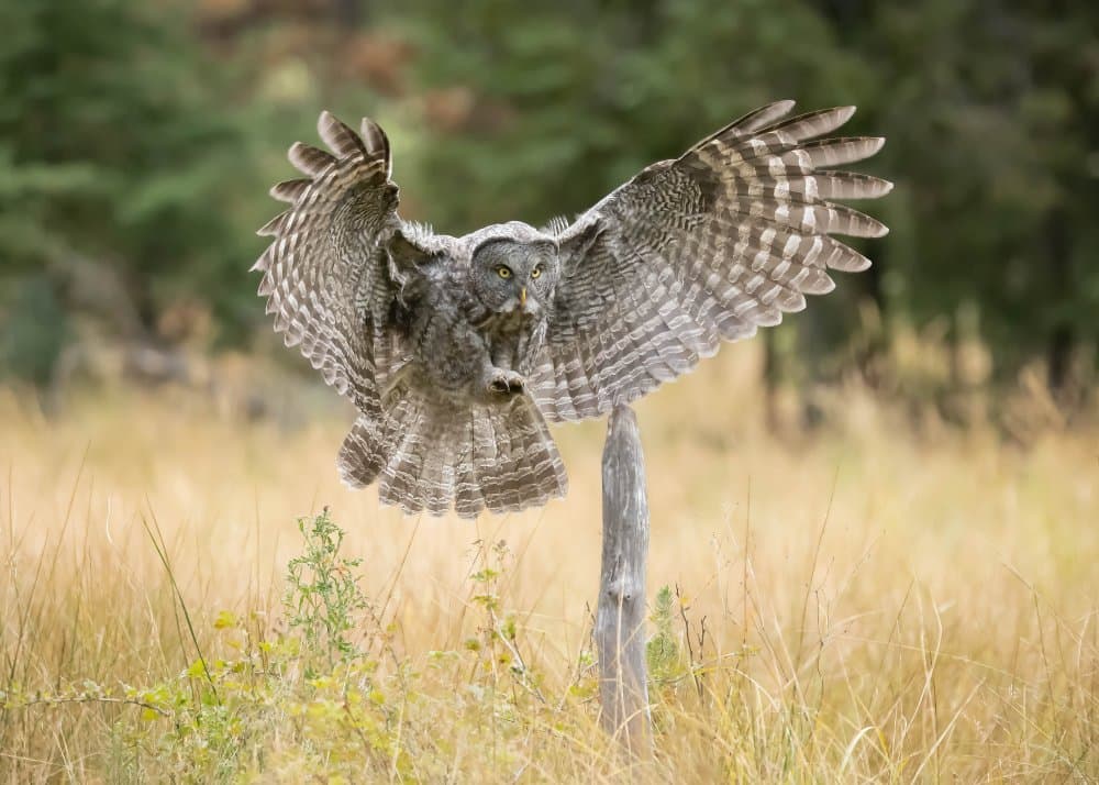 Majestic Owl In Flight by Tony Xu — canvas wall art