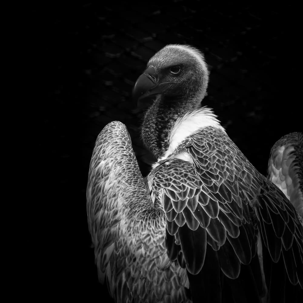 Majestic Vulture Portrait by Greetje van Son — canvas wall art