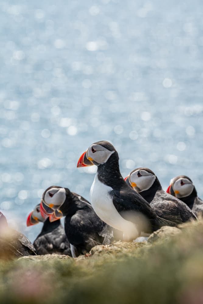 Puffins on Sunny Coast by Henrike Schenk — canvas wall art