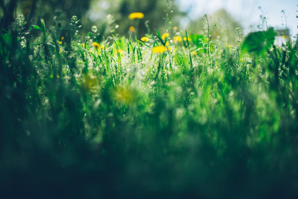 Dandelions in Sunlight by Javier Pardina — canvas wall art