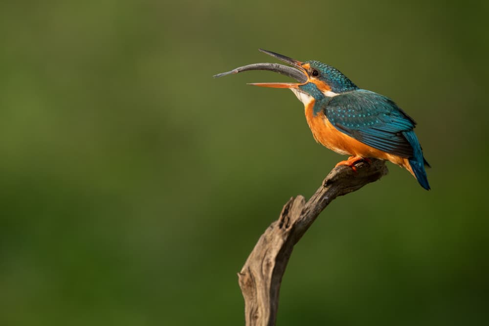 Kingfisher Eating Fish by Nina Pauli — canvas wall art