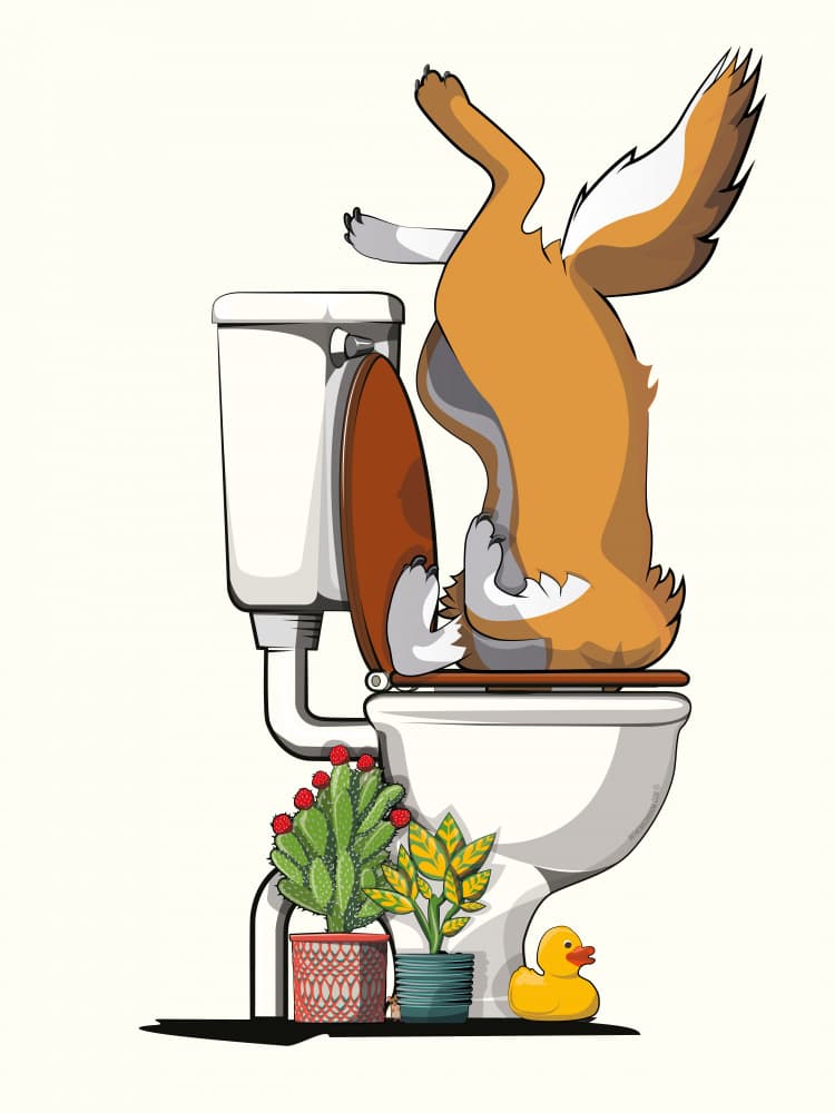 Curious Fox Toilet Dip by In The Washroom — canvas wall art