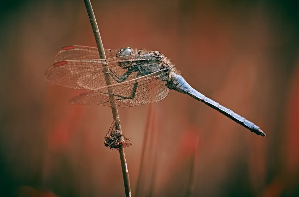 Serene Blue Dragonfly by Stuart Williams — canvas wall art