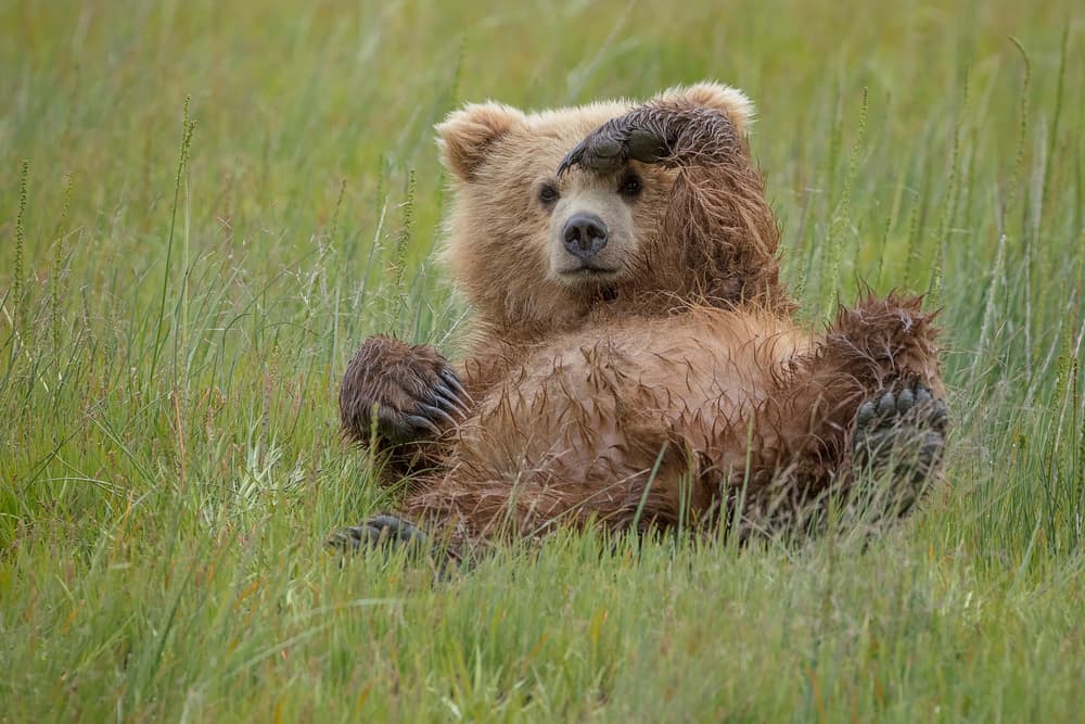Who's There ? by Renee Doyle — canvas wall art