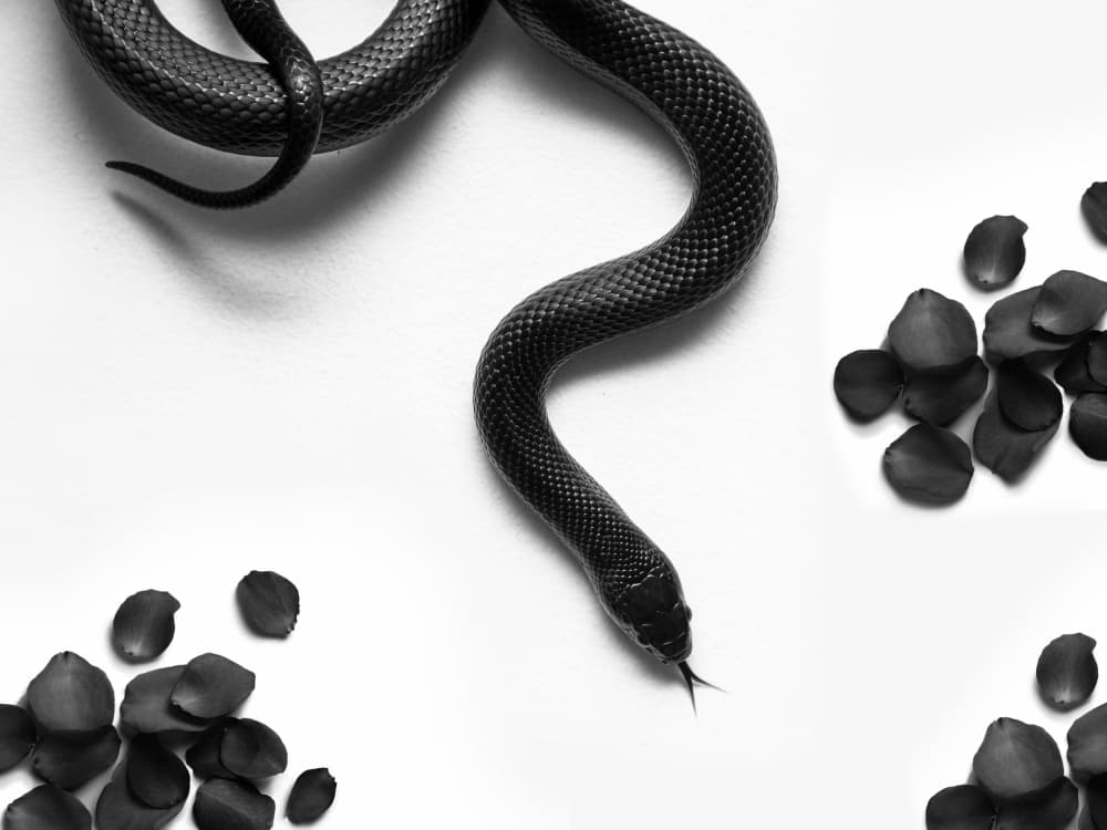 Black Snake Roses by David Drake — canvas wall art