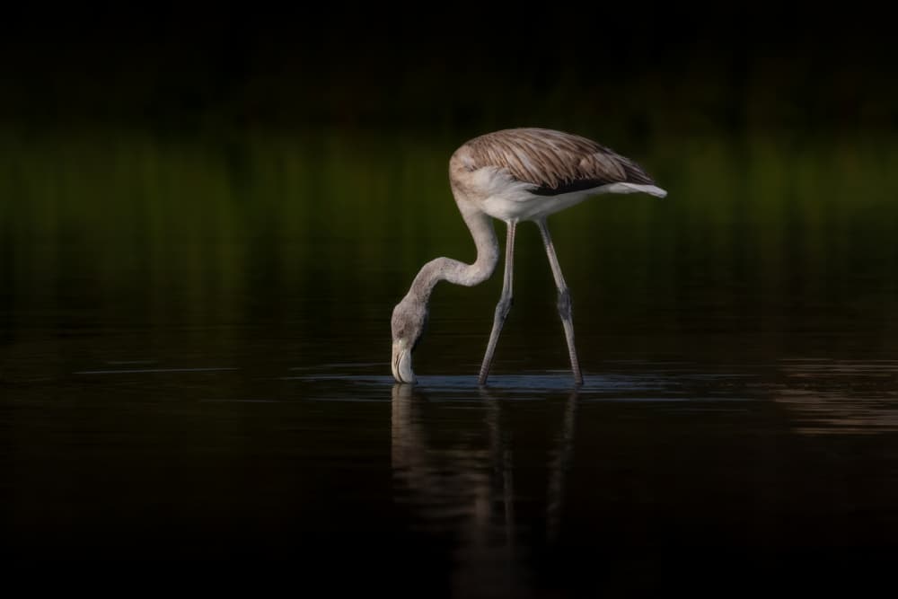 Wading Flamingo Reflection by Natalia Rublina — canvas wall art