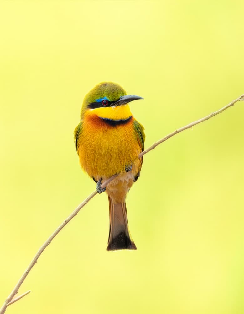 Vibrant Bird Perched by Yanny Liu — canvas wall art