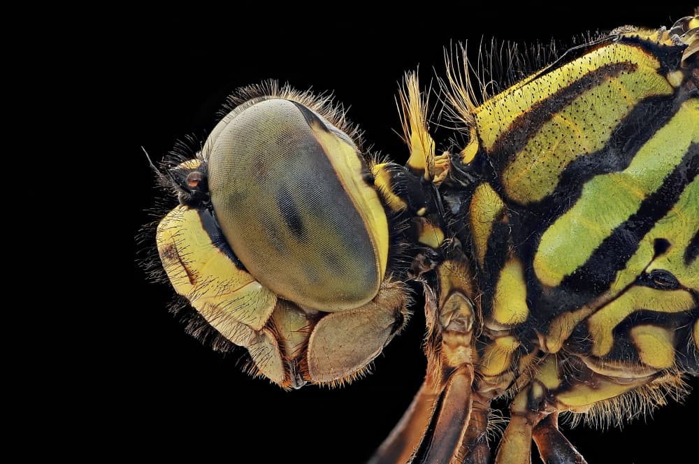 Vibrant Dragonfly Close-up by Edy Pamungkas — canvas wall art