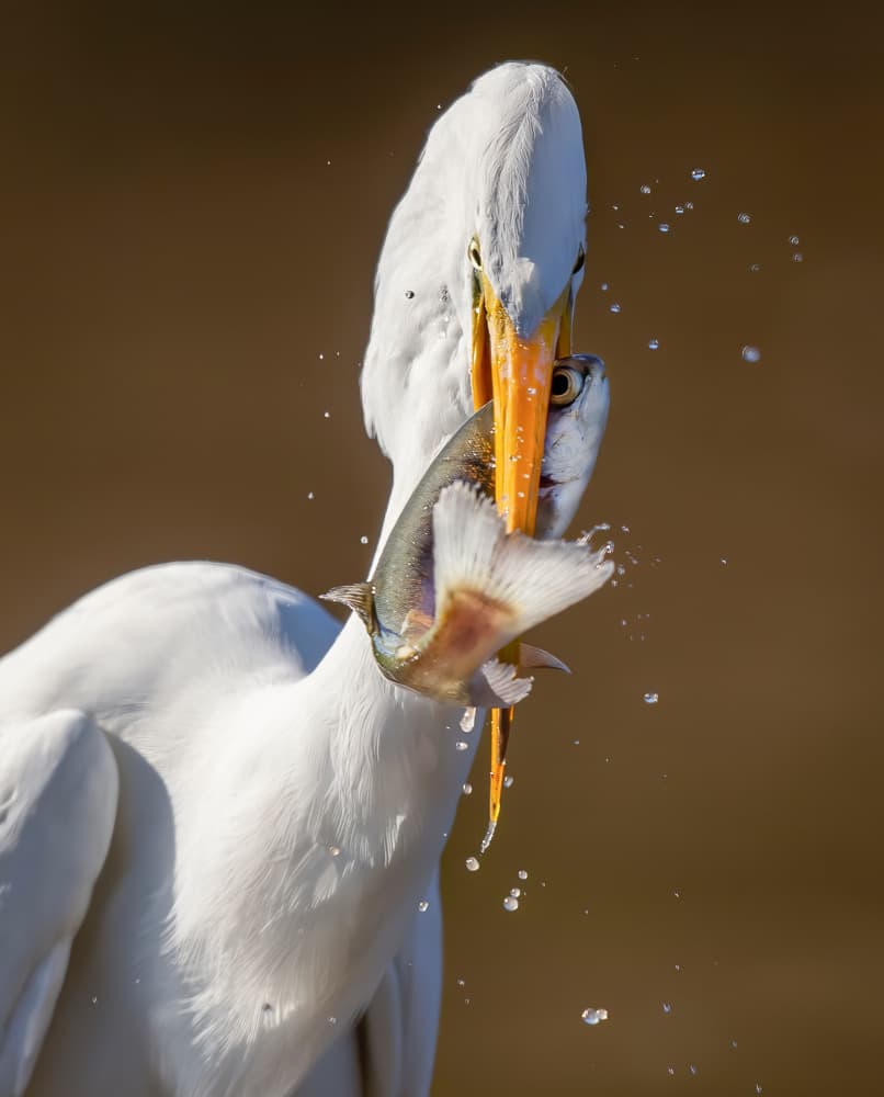Egret Catches Fish by Judy Tseng — canvas wall art