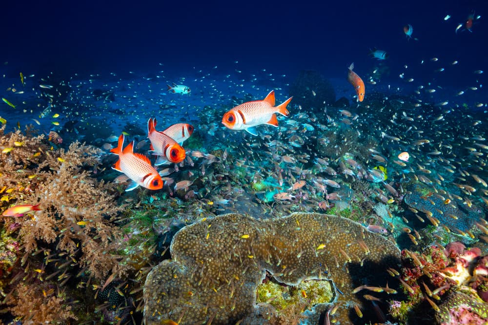 Deep Blue Reef Fish by Barathieu Gabriel — canvas wall art