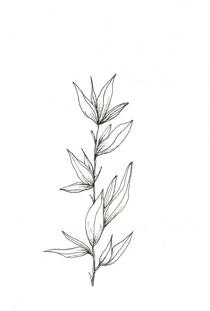Elegant Botanical Study by Lor Muller — canvas wall art